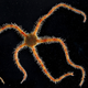 Antarctic Brittle Star. (Image: BAS)